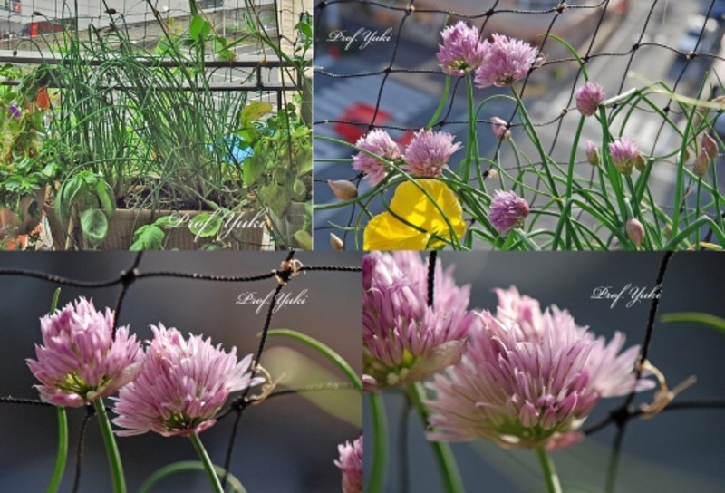 おいしいネギを自宅で育てる栽培法って?「ネギ坊主」って何?GardenStoryガーデンストーリー