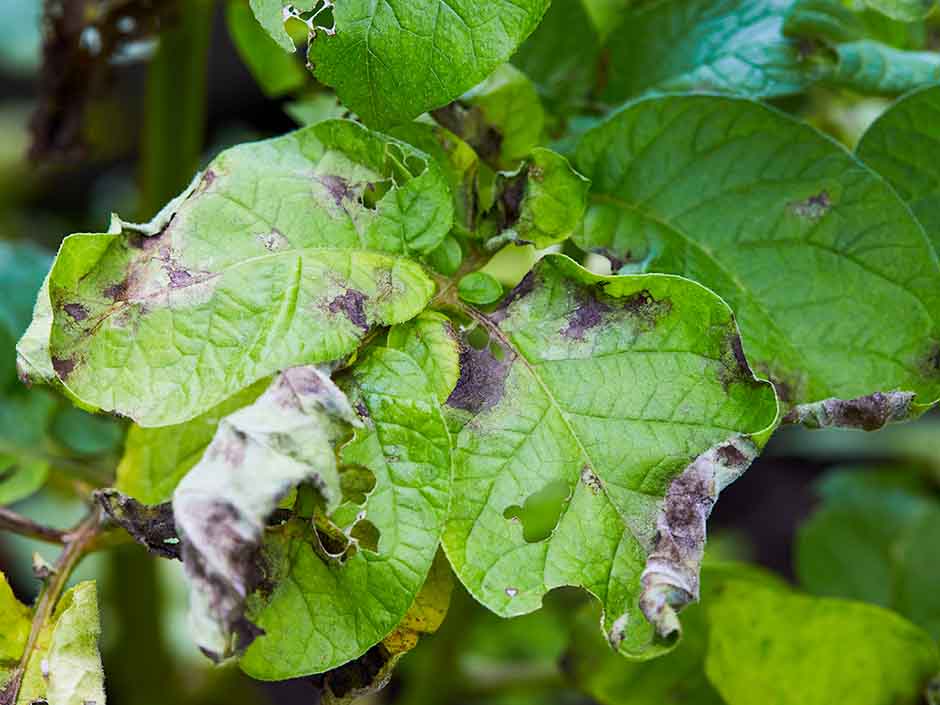 ガーデニングQ＆Aアースガーデン ～園芸用品～アース製薬株式会社