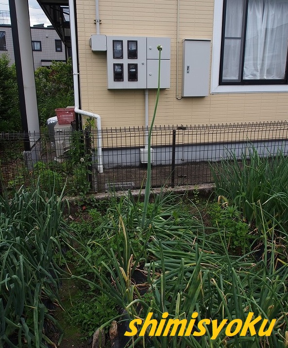 紫玉ねぎの魅力再発見！美味しいサラダレシピ＆健康効果とは？産直プライムブログJA連携！産地直送通販なら産直プライム