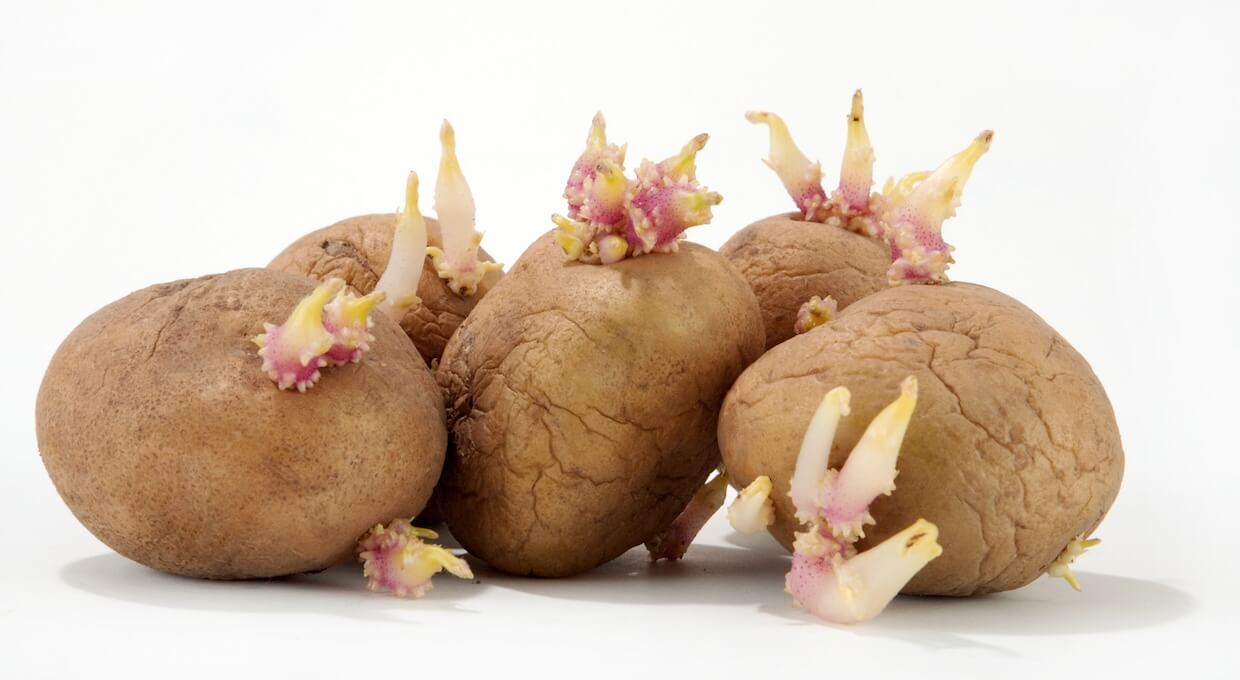 レッドムーン じゃがいもの写真素材写真素材なら「写真AC」無料 フリー ダウンロードOK