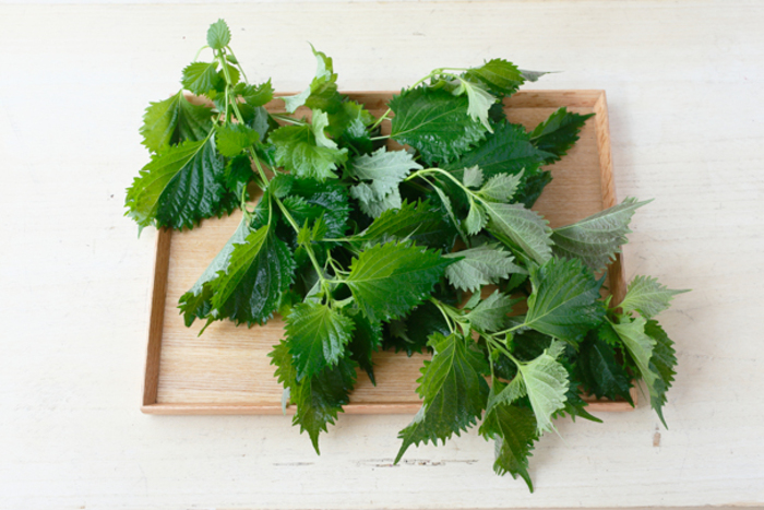 餃子 のかじ村 本当に 美味しい 薄皮 しそ しょうが 紫蘇餃子 しそ餃子 取り寄せ 冷凍 大容量 大阪 ご当地 シソ ギョウザ ぎょうざ 冷凍餃子冷凍食品 弁当おかず 青じそ 大葉 業務用 お取り寄せ グルメ にんにく ビールに合うおつまみ パリパリ 有名店 女性 人気 中華 惣菜