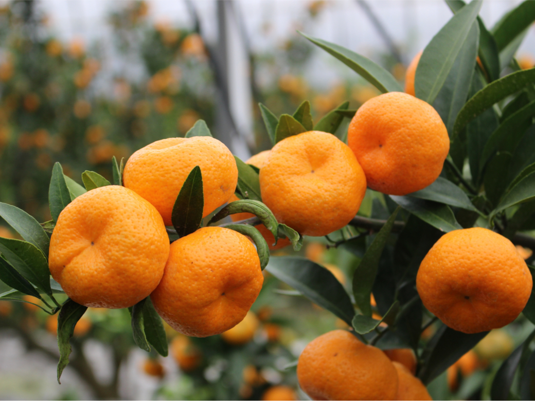 みかん: 柑橘類の種類や育て方のポイントについて青を編む三重県御浜町