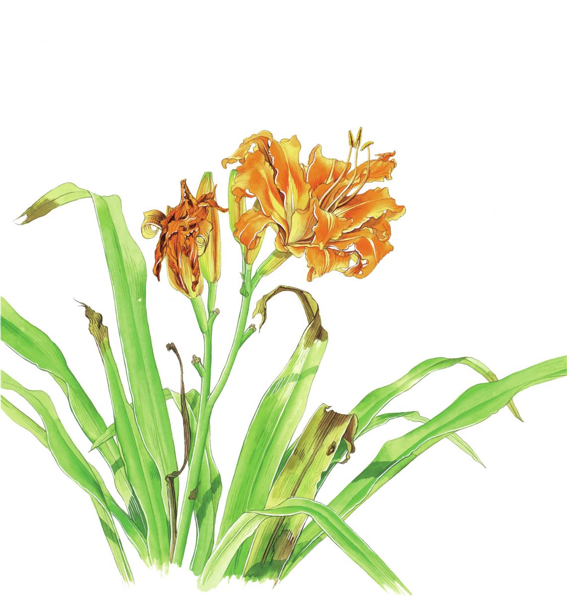 道端に咲いてるヤブカンゾウの花とつぼみ取って食べてみた。ヤブカンゾウの花とつぼみのおひたしの作り方。ヤブカンゾウの食べ方。ヤブカンゾウ。 山菜。野草。山菜採り。男の料理。レシピ