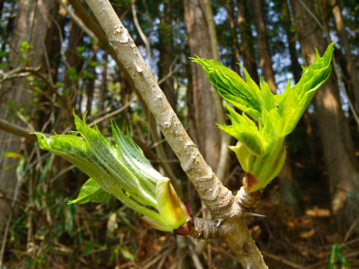 コシアブラ 芽 白木の芽 山菜の写真素材 - PIXTA