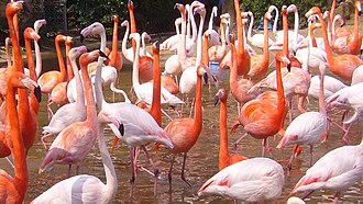 どうぶつ園の仲間たち:フラミンゴ 鮮やかなピンク色はエサの成分写真特集1 5毎日新聞