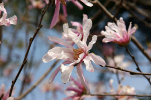 沖縄の花 一夜だけ咲く「ソーセージノキ」の花＠沖縄県那覇市奥武山公園沖縄ジョートー市場