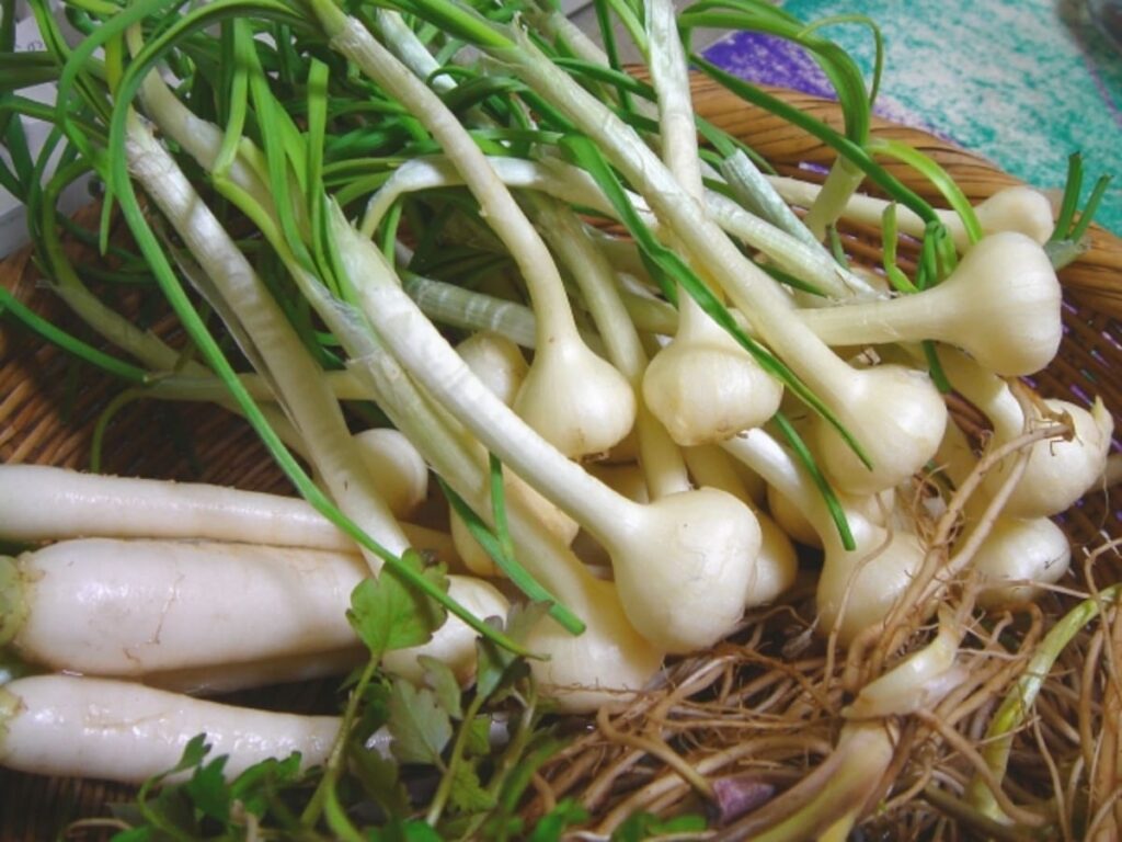 ノビルのむかごの収穫方法と美味しく食べる方法 - オトコ中村の楽しい毎日
