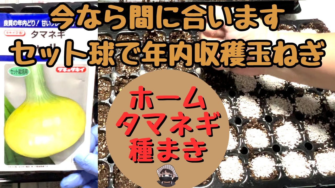 ホーム玉ねぎの育て方。栽培のコツや注意するポイントを解説 - ノウキナビブログ農機情報をお届け中