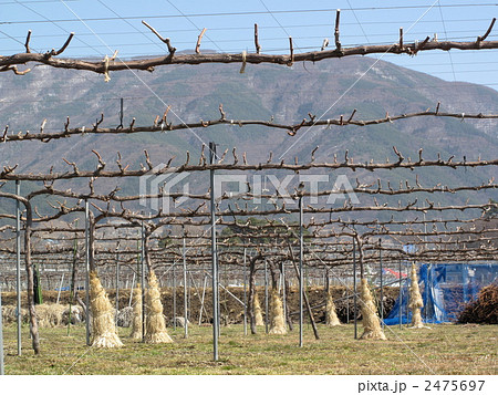 ぶどう棚の下にある屋外テラス 『知多の家』~緑のオアシス~ gallery & dining cafe- アウトドア事例SUVACO スバコ