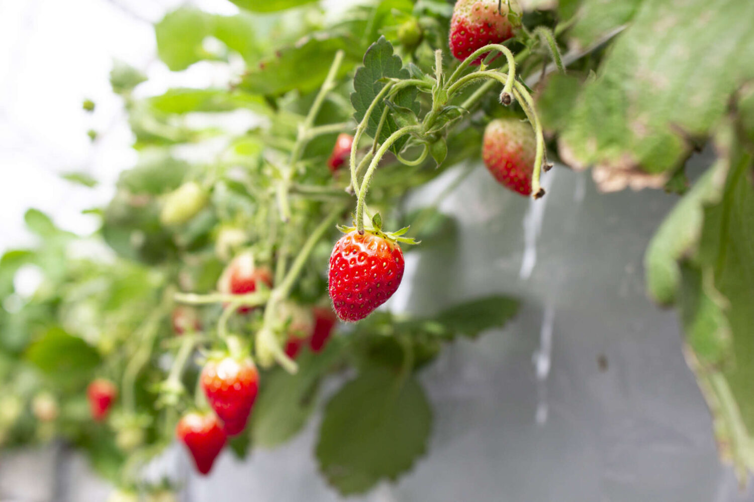 関東 フルーツ狩りカレンダー 果物の旬を楽しめるフルーツ狩りへ行こうSaji+ さじたす