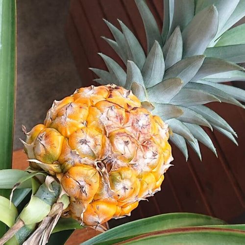 パイナップルの水耕栽培 成功のポイントと育て方農家web