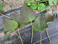 さつまいもの収穫サインとは？収穫時期がわかる葉っぱの画像をご紹介🍀GreenSnap グリーンスナップ