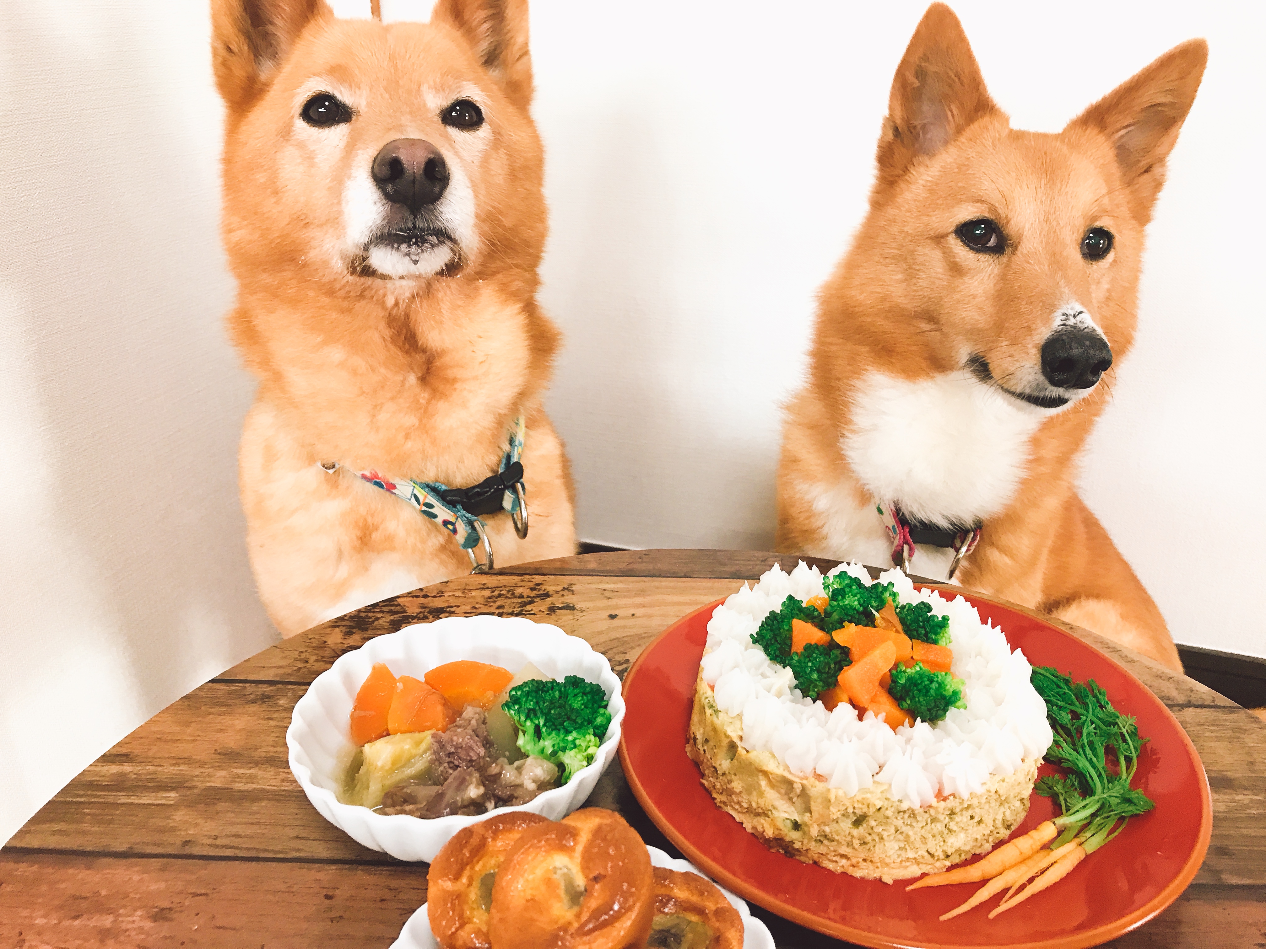 楽天市場 犬のスポンジケーキの通販