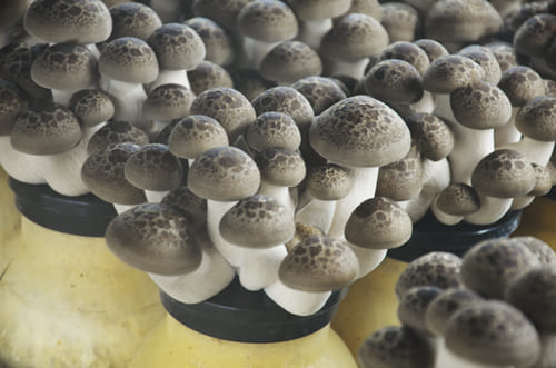 包丁不要！しめじの石づきを簡単に取る裏技