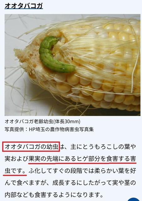 抑制トウモロコシとキウイのコナカイガラ虫愛しい野菜たちNo.2
