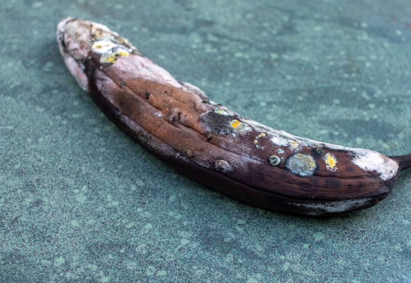 バナナに白いカビが生えても食べられる？見分け方や対処法は？正しい保存法も紹介！ ちそう