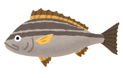 五島列島特選 イサキセット計約2kg佐世保ふるさと市場サセボーノ