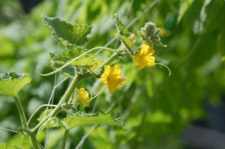 夏に見られる黄色いきゅうりの原因と対策