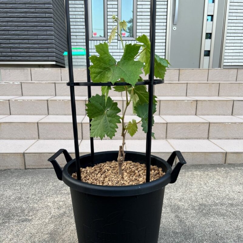 シャインマスカット 2年目の若木の作り方一文字短梢