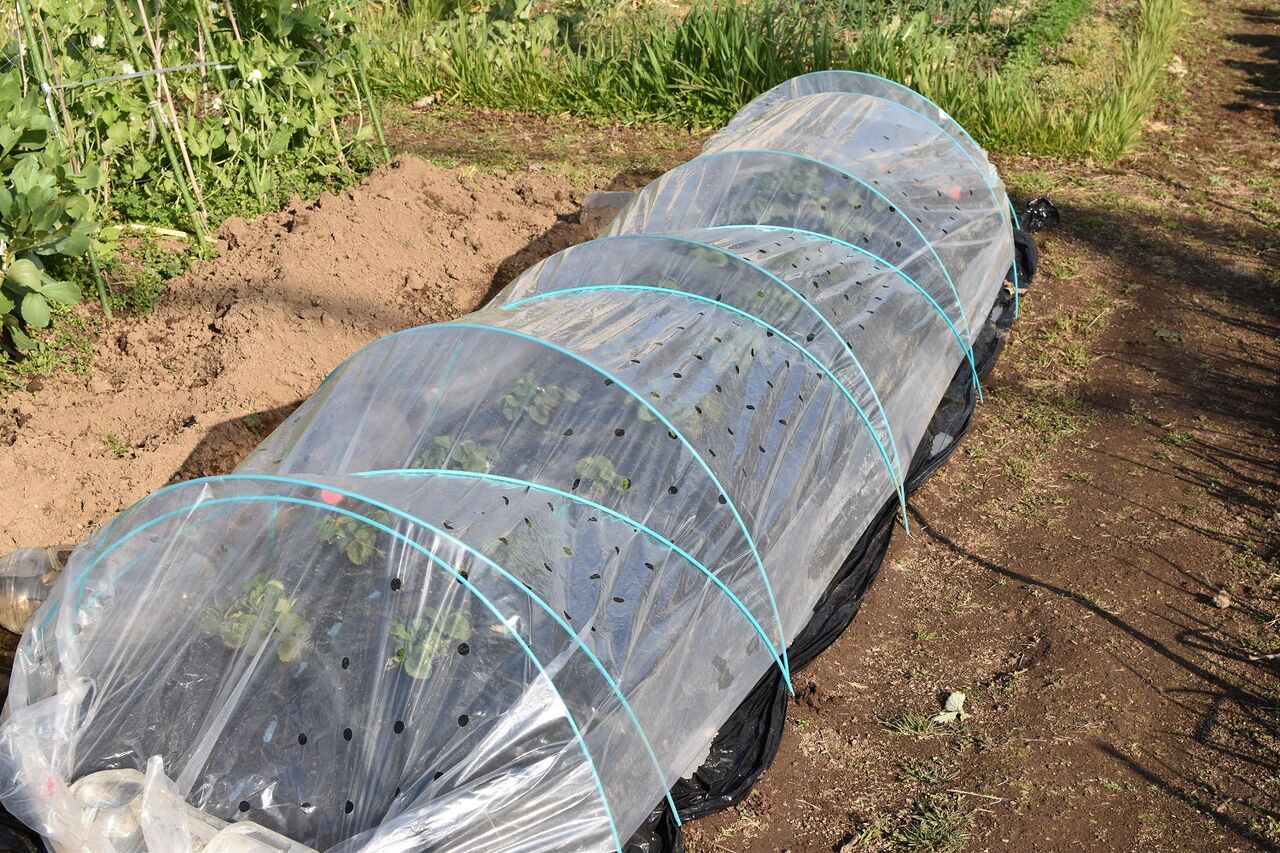 ＤＩＹ いちご栽培用 『細長い』コンパクトなビニールハウス４段高設棚② - YouTube