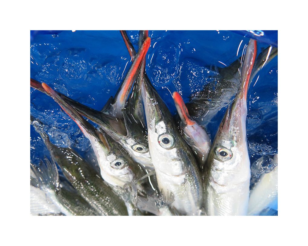 魚の持つ漢字~合わせてみよう。堀川鮮魚株式会社