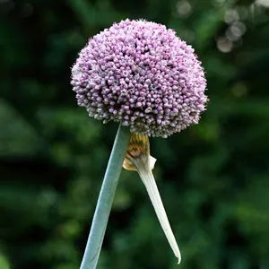 ネギ 葱 の花言葉種類、花の特徴、花言葉の由来LOVEGREEN ラブグリーン