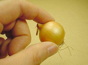 ホームたまねぎ特集種・苗・球根・ガーデニング用品・農業資材の通販サイト タキイネット通販