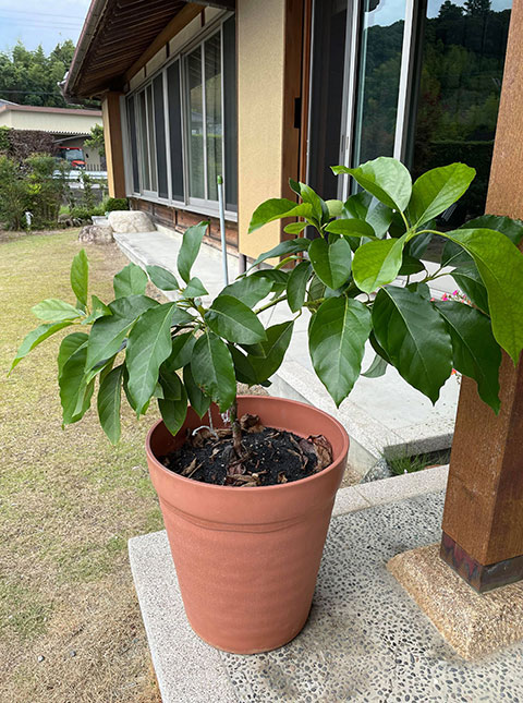 アボカド栽培5 アボカドの「摘果」と「芽かき」をする理由や，やり方について，実践しながらご紹介！糸満フルーツ園 けんちゃん