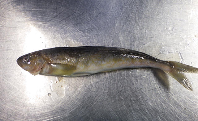 八景島シーパラダイスでイルカの赤ちゃんが誕生、子育てシーンにも注目！ダイビングと海の総合サイト・オーシャナ