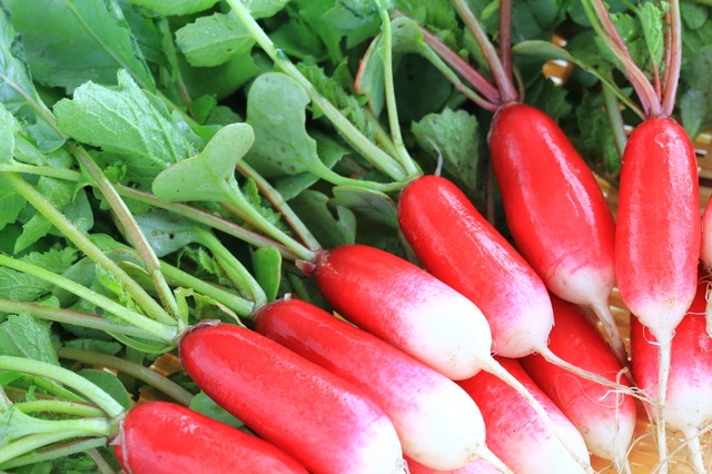 あやめ大根 神奈川産株式会社 新紙浅