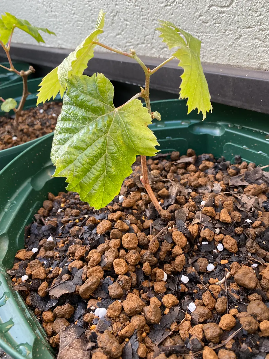 鉢植えブドウ栽培1年目の剪定