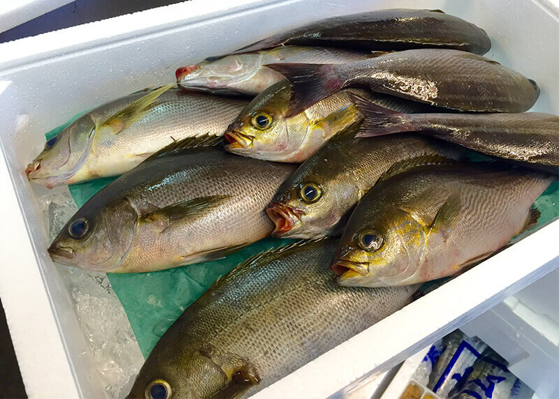 イサキってどんな魚？味の特徴や旬、おいしい食べ方について解説！クラシル