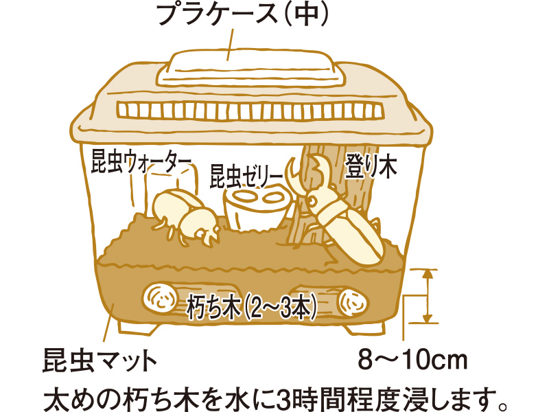 クワガタからエサを没収したら衝撃の事実が判明