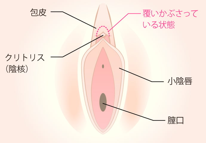 Gスポット・ポルチオ・クリトリスの場所と開発方法｜中イキ・外イキするコツ【女性の性感帯】 | オトナのための情報サイト 