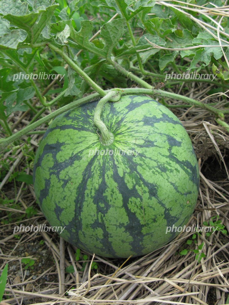 すいか – 伊達野菜