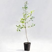 Bodhi MATE 100g 茶葉マテ茶・茶葉LIFE IS A JOURNEY - graf