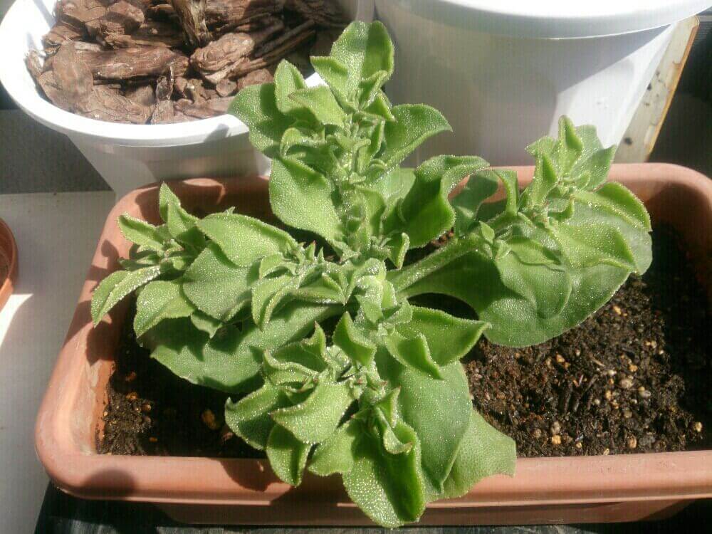 野菜の栽培状況・あ行畑に夢中