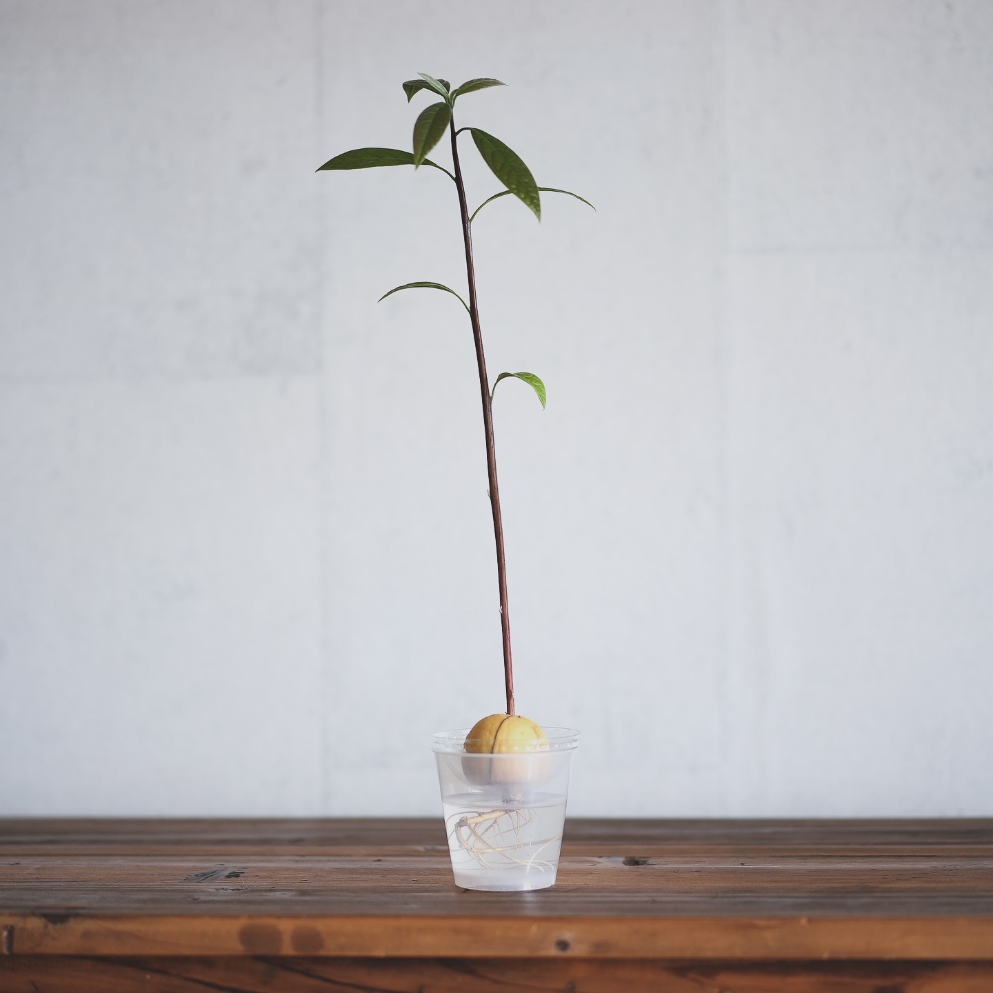 簡単！アボカドの食べ頃を見分けるには？初心者でも食べ頃を見分けられる３つの方法OniGO通信