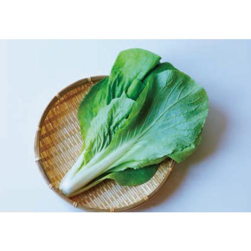 葉野菜・青菜類一覧旬の食材百科