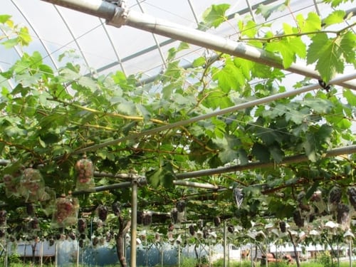 ぶどう棚も作れます!プラスチックパイプ商品の開発・組立式軽量ラックパイプファクトリーⓇ