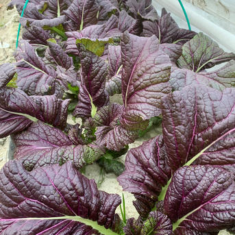 からし菜とツナのジンジャーサラダ