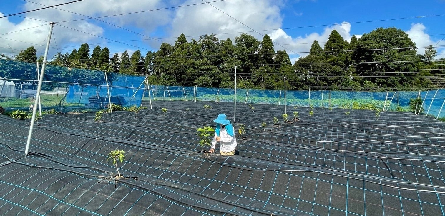 佐倉市 みんなでどろんこ！ 「印旛沼探検隊・どろんこ代かき＠小出農園」におじゃましました。 Maguo- エキスパート - Yahoo!ニュース