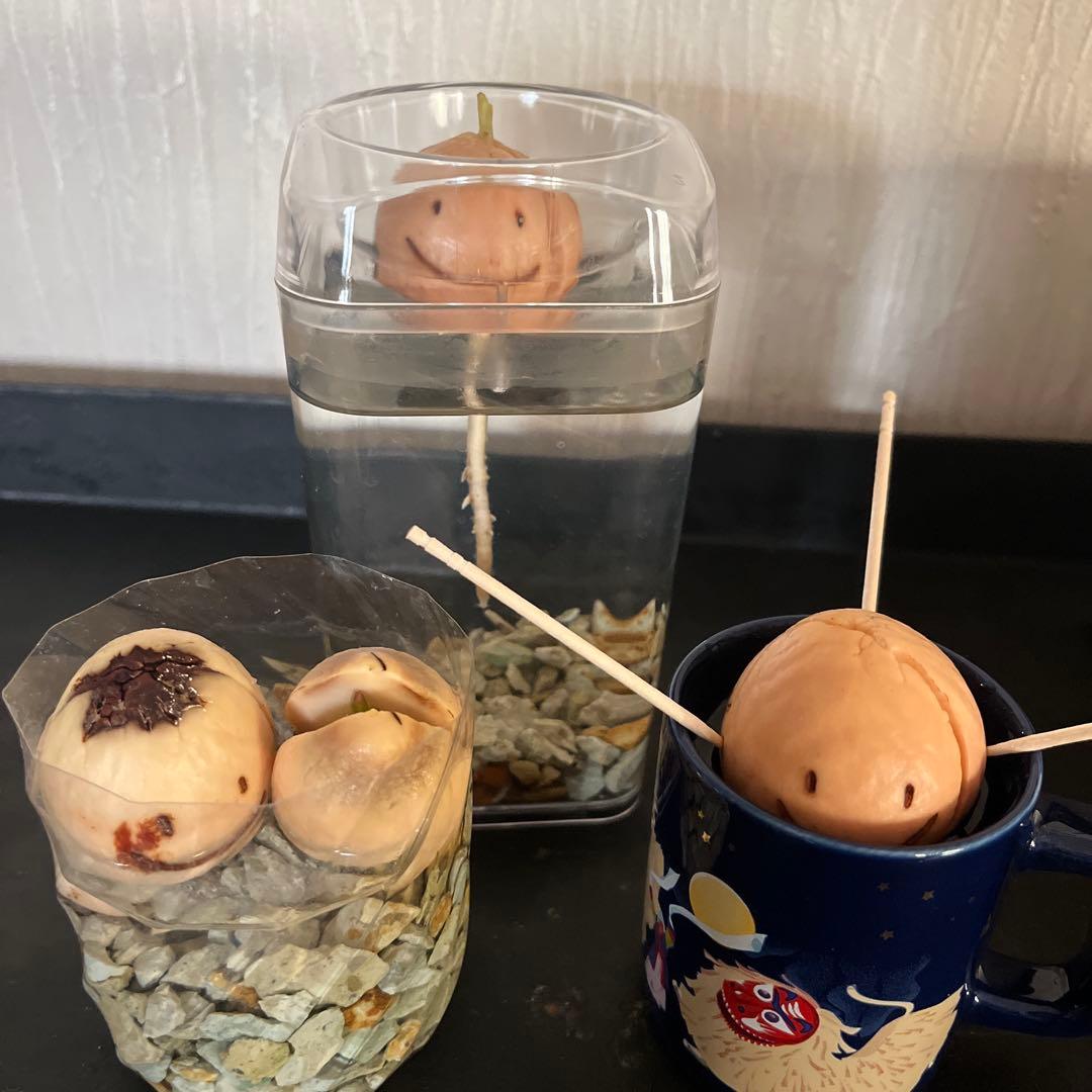 アボカドを食べたときに出る「種」を生かして、ペットボトルで簡単にできる水栽培の方法いけばな光風流 家元 内藤正風