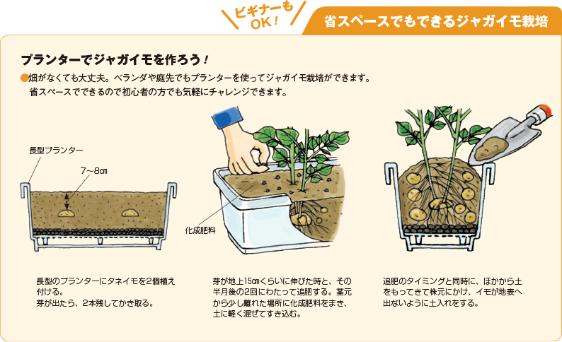 じゃがいもの栽培方法育て方の手順と注意点を解説コーナンTips