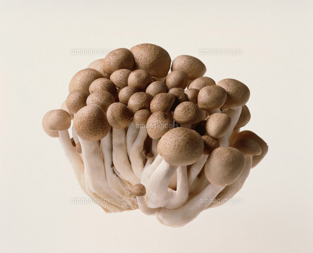 しめじ 10521000969 の写真・イラスト素材アマナイメージズ