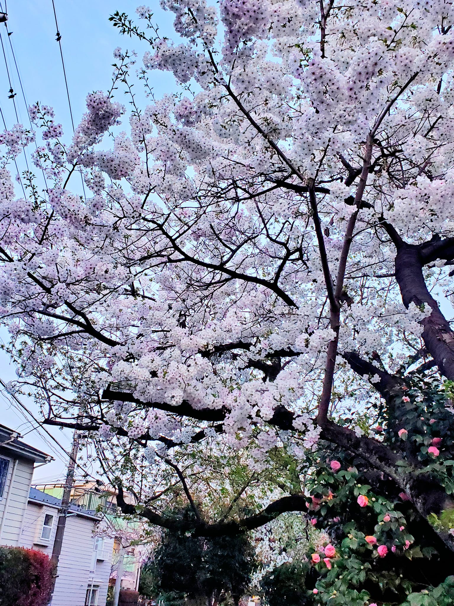 写真 :閉店 おはぎと大福 自由が丘店 - 自由が丘 和菓子食べログ