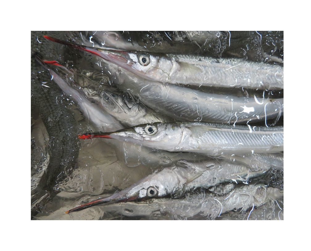 細魚 さより 筆文字のイラスト素材57351881- PIXTA