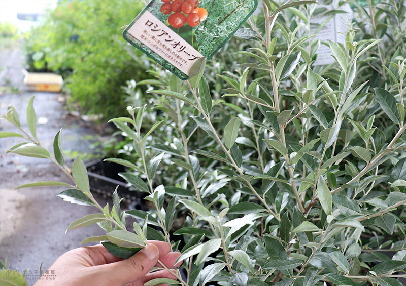 楽天市場 ロシアンオリーブ 細葉グミヤナギバグミ3.5号ポット苗花木 果樹 カラーリーフ ナチュラルガーデン : 花みどりマーケット 楽天市場店