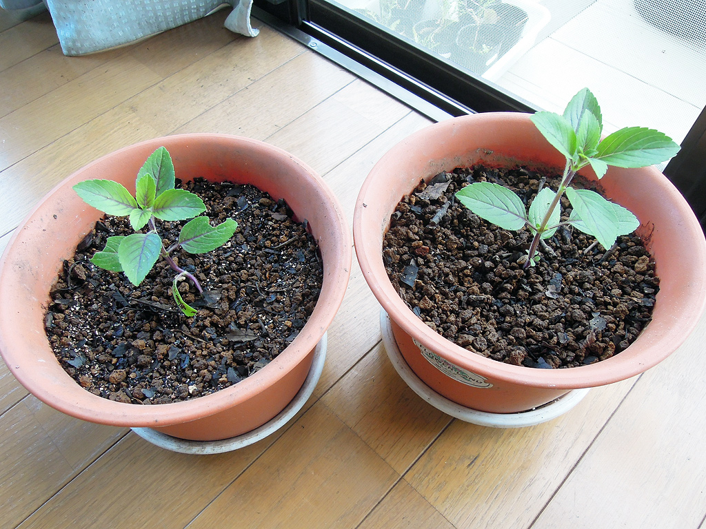 再生栽培でバジルが無限増殖！挿し木で苗を増やす方法と摘心のコツ リボベジやさいガーデン