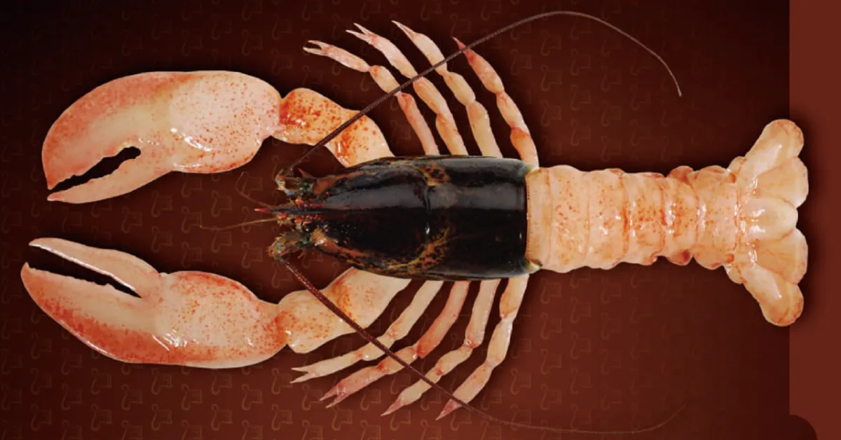 活けオマール海老の下処理 - 魚河岸ウォーカ